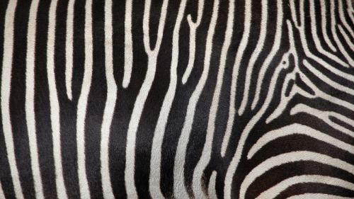 The mathematical theory that connects swimming sperm, zebra stripes, and sunflower seeds