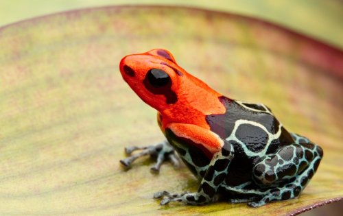 Poisonous animals probably took their sweet time developing