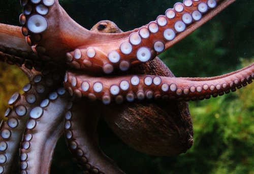 Octopus Climbs Out Of New Zealand Aquarium