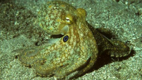 Octopuses rewrite their own genes to survive freezing temperatures