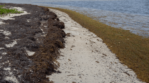 31 million tons of seaweed ready to stink up Florida’s beaches