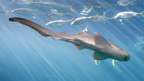 A virgin birth in Shedd Aquarium's shark tank is baffling biologists