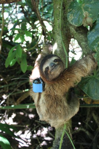 Sloth schedules are surprisingly flexible