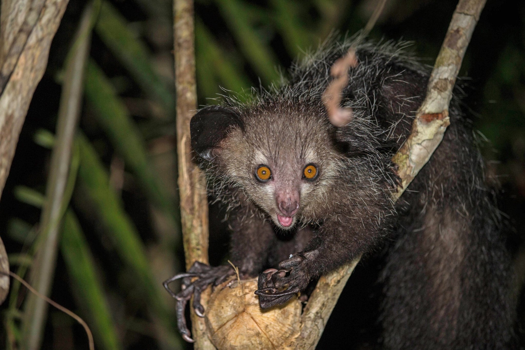 These long-fingered lemurs pick and eat their boogers, just like humans