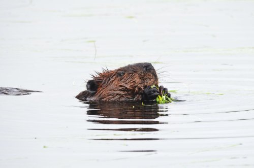 Wolves and beavers can have magical ecosystem effects—if they have