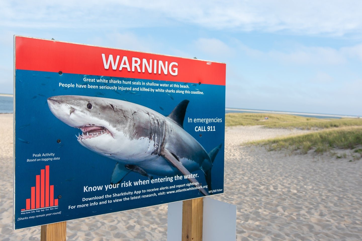 You should never have to fight off a shark—but here’s how to do it (just in case)