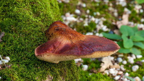 Bacteria and fungi are the first to start rebuilding charred forests