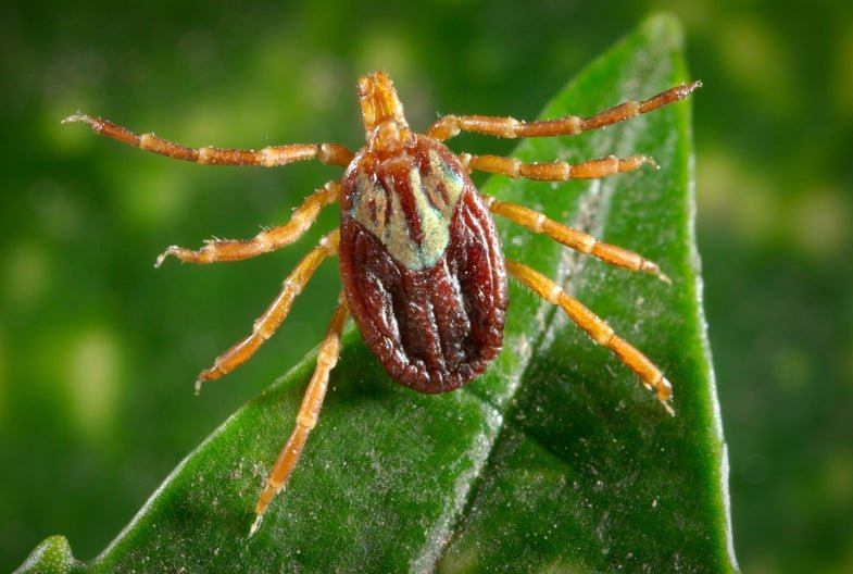 How to avoid ticks and the many diseases they transmit