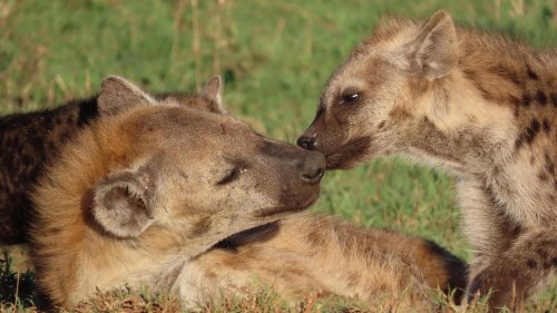 Hyenas’ social status shines through in their poop