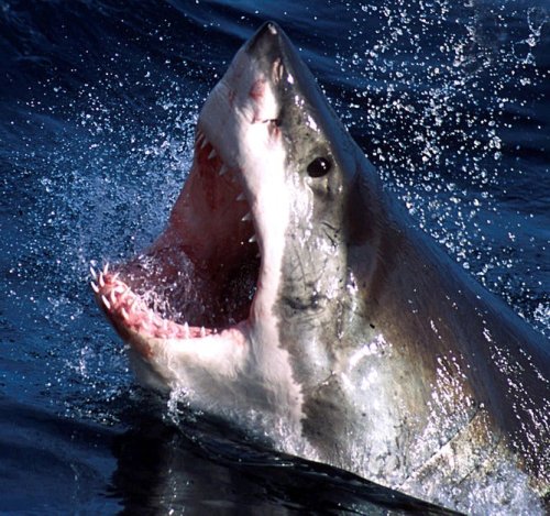 Shark Attacks Are So Unlikely, But So Fascinating