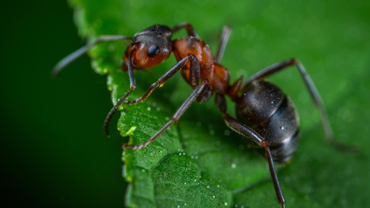 In the battle for the crown, Indian jumping ants shrink and regrow their brains