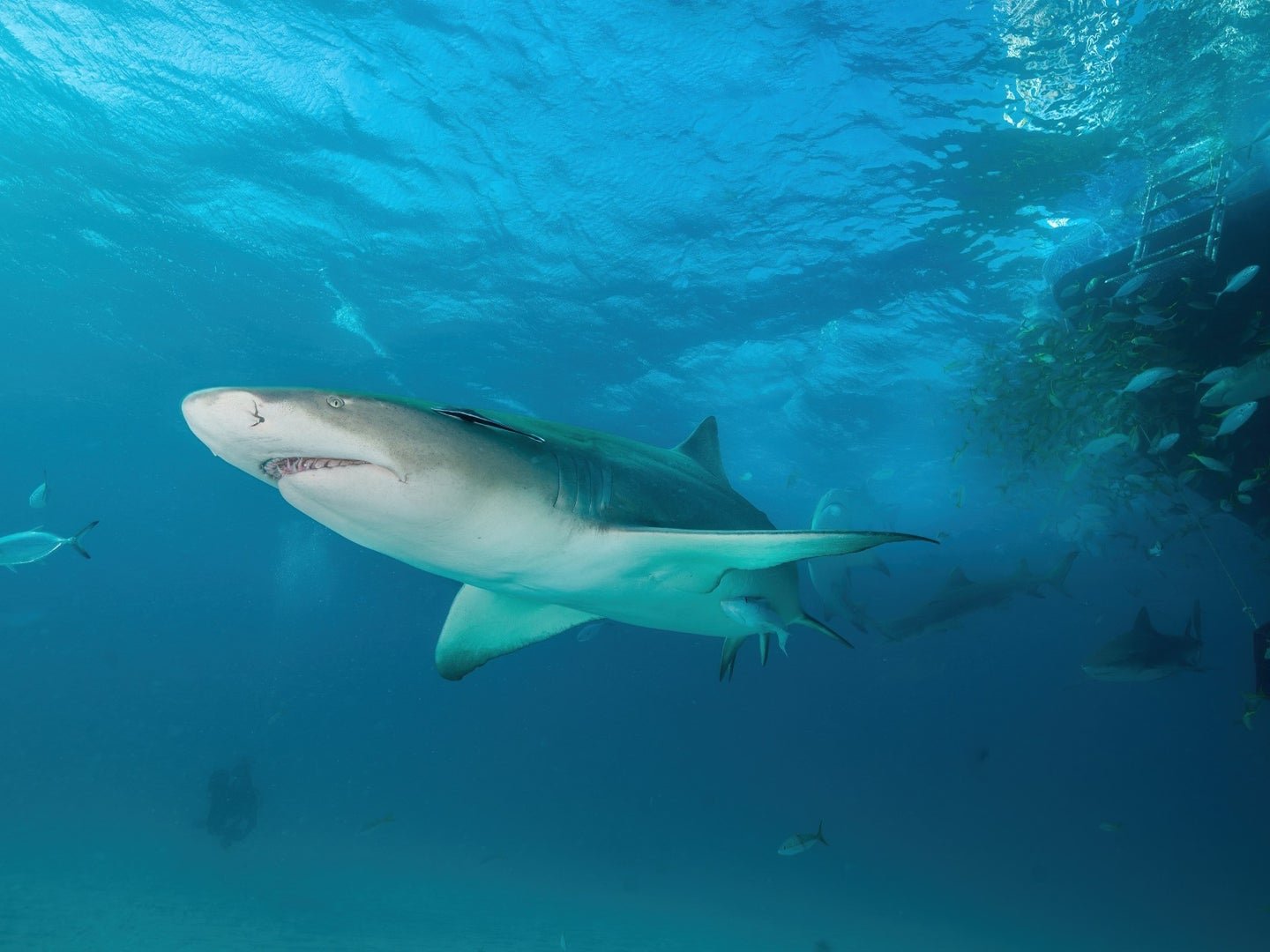 Sharks have a sixth sense for navigating the seas