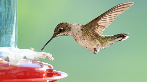 How to attract hummingbirds to your yard