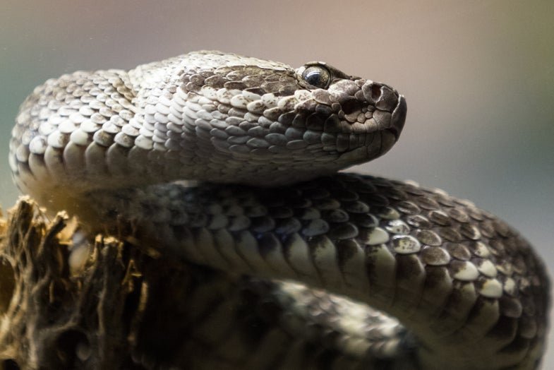 Certain weather makes you more likely to get a rattlesnake bite