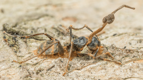 Cordyceps fungus: ‘The Last of Us’ co-star thriving outside the spotlight