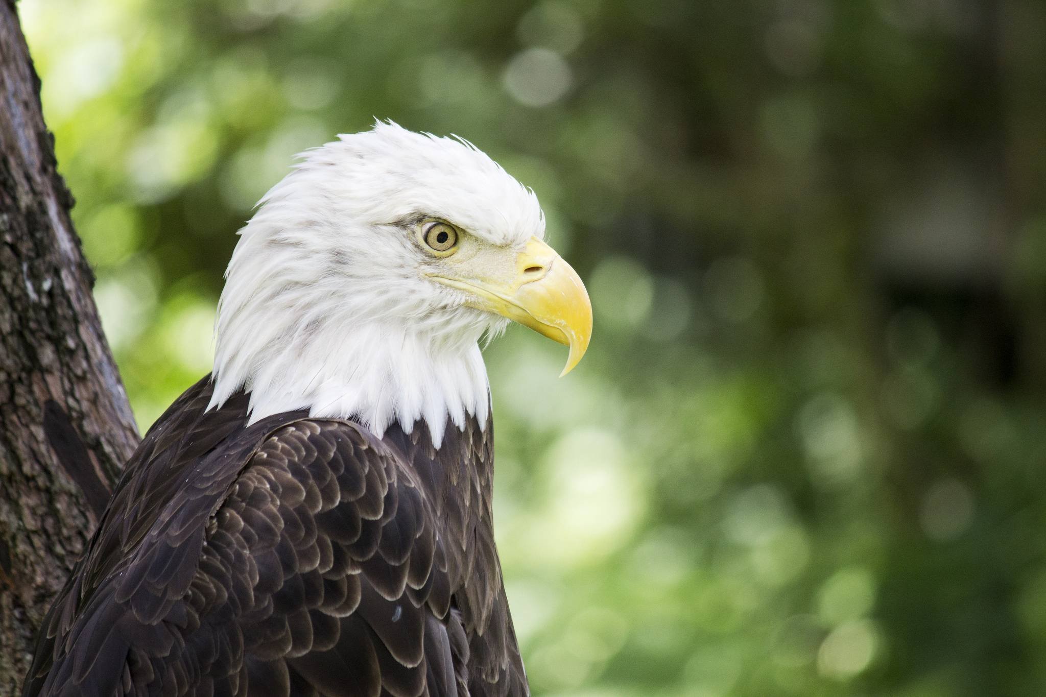 Everything you think you know about bald eagles is wrong
