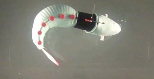 Robotic Fish and Inflatable Tentacles: How MIT is Solving Hard Problems with Soft Robots