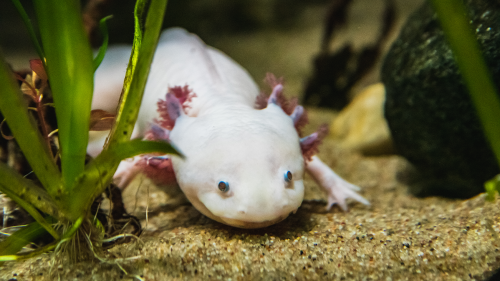 Go (virtually) adopt an axolotl, the 'Peter Pan' of amphibians