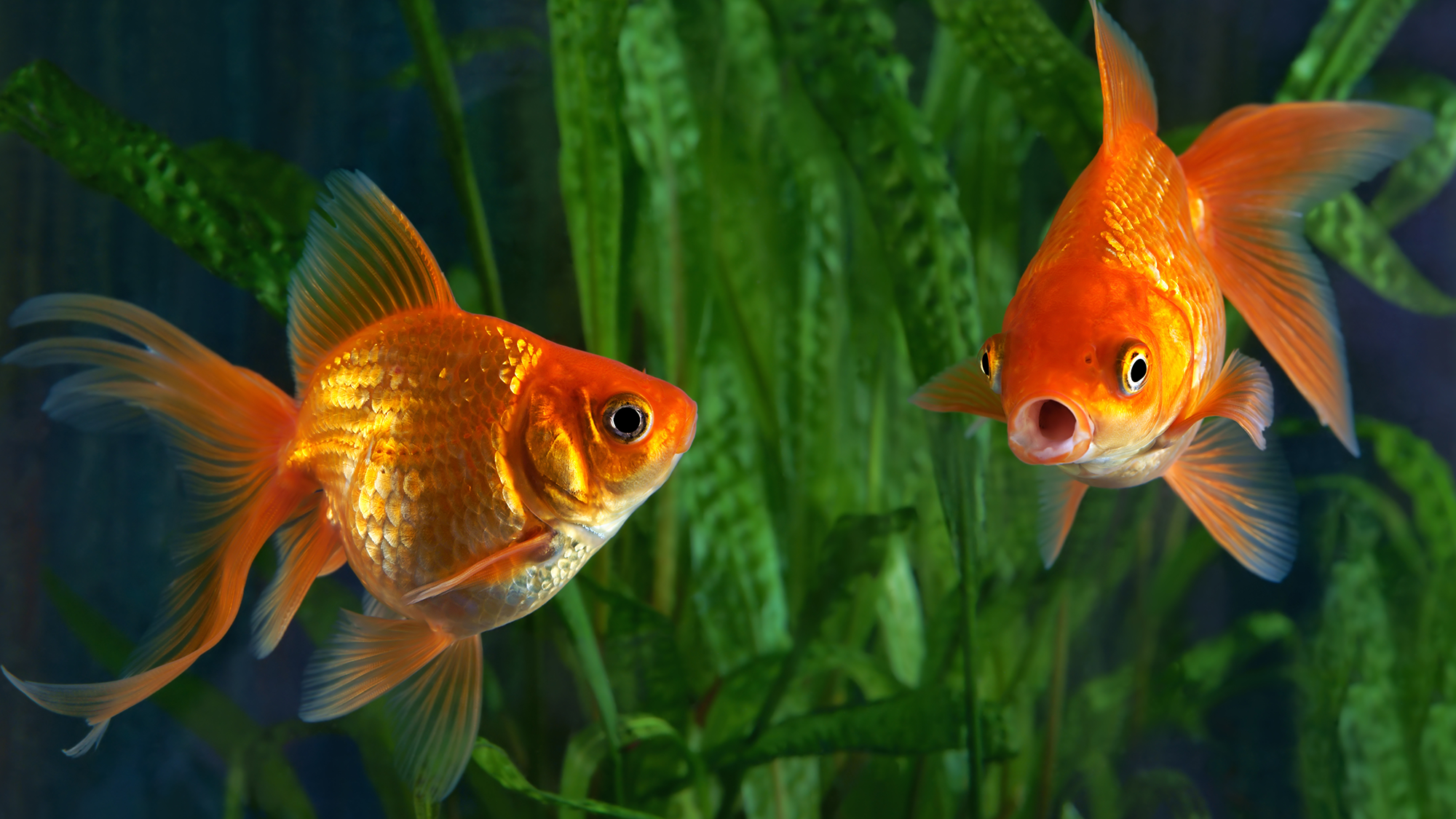 Goldfish learned to drive tanks on wheels