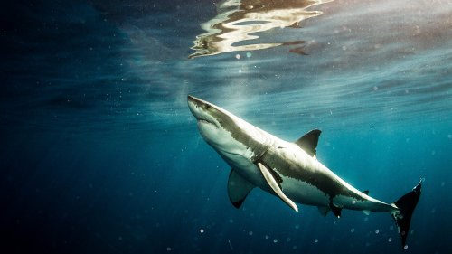 South Africa’s Missing sharks have been found