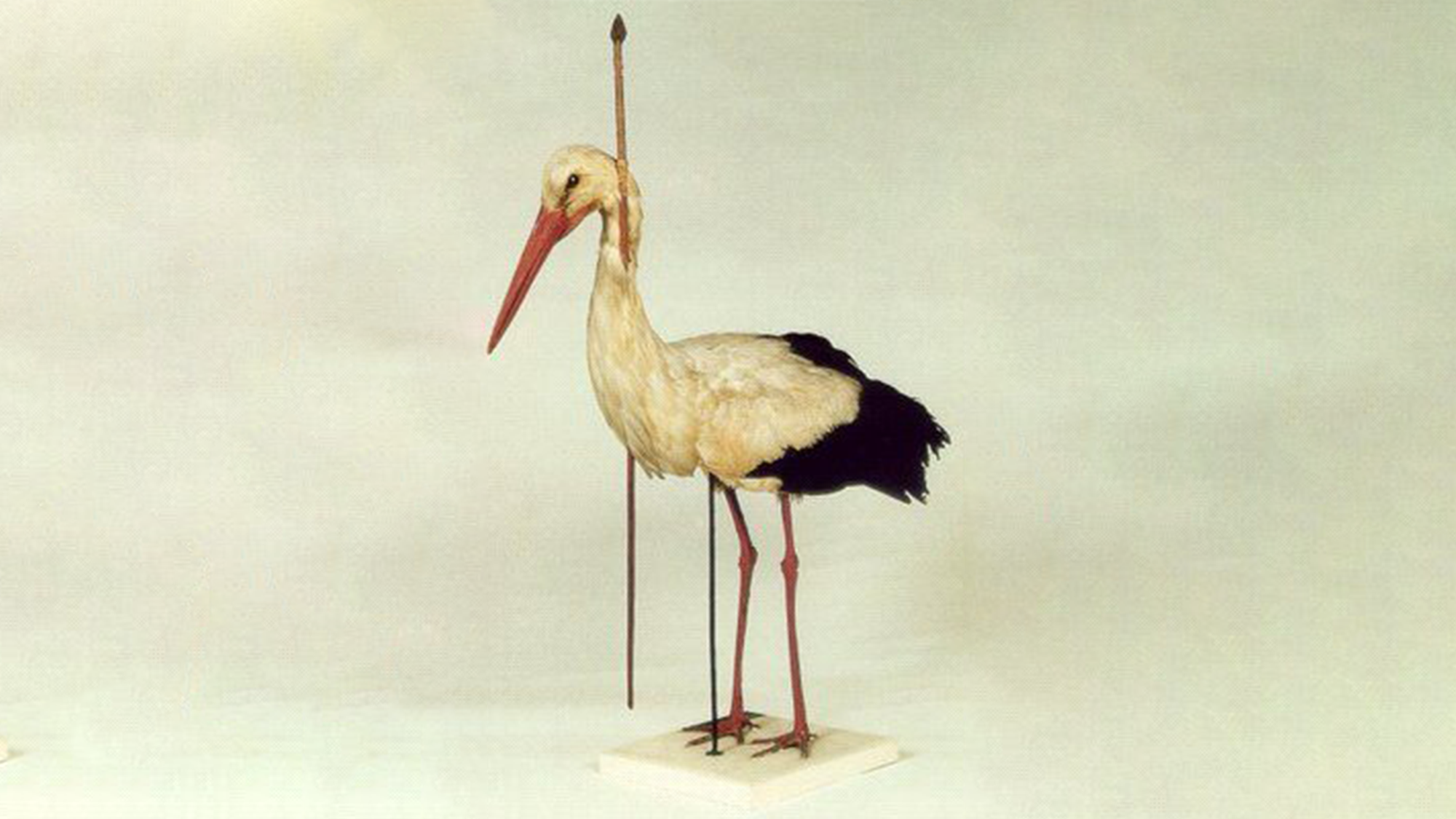 A stork impaled by a 30-inch spear flew thousands of miles to make it home