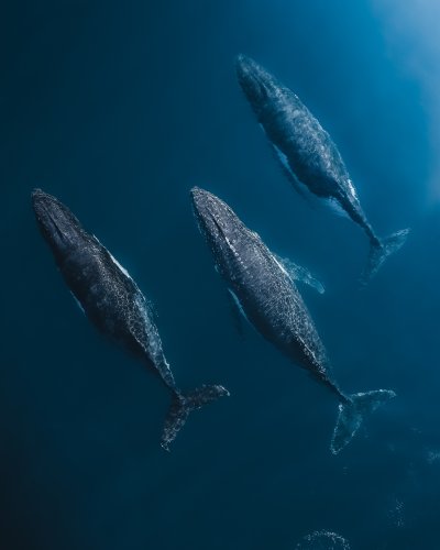 10 gorgeous wildlife photos documenting Earth’s beauty