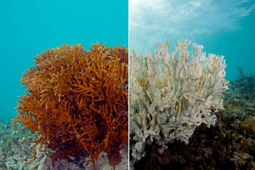 The World’s Coral Is Experiencing A Massive Bleaching Event