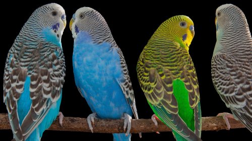 We finally know how parrots ‘talk’
