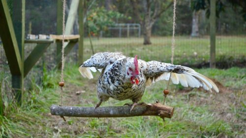 Why you should build a swing for your chickens
