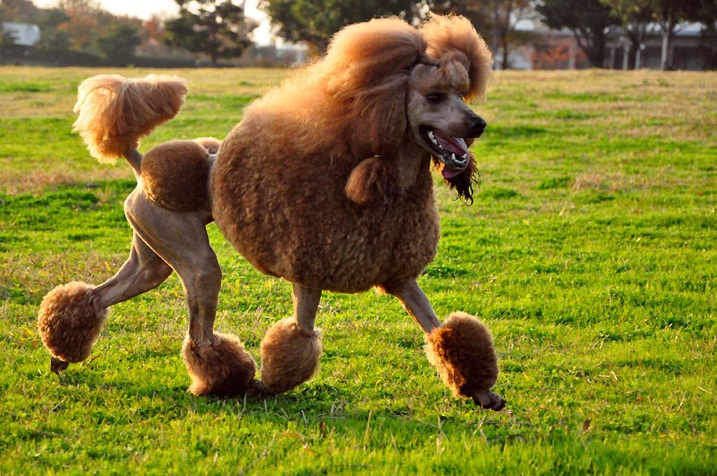 Poodle cuts are crazy practical