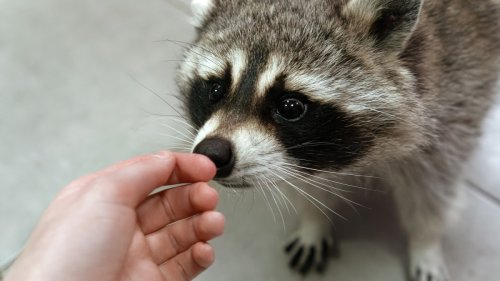 Could raccoons become the new dogs?