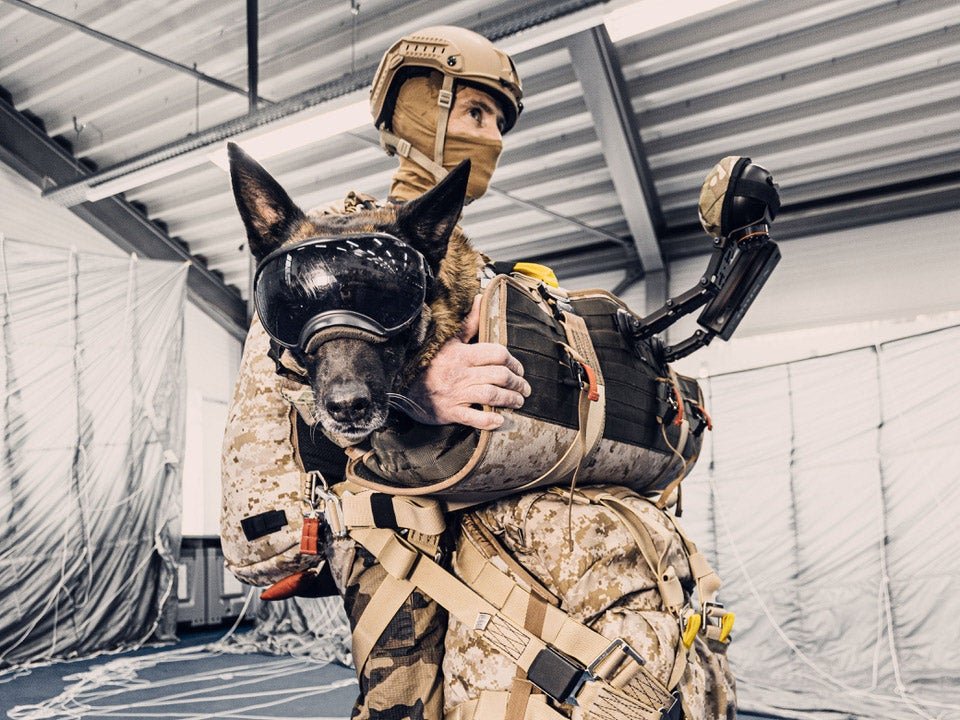 This new harness lets military dogs parachute safely and with style