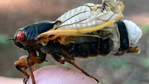 This gnarly fungus makes cicadas hypersexual