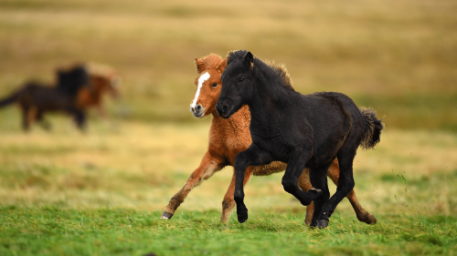 Scientists discover why horses are such exceptional athletes
