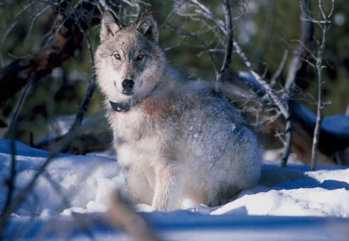 Has The Reintroduction Of Wolves Really Saved Yellowstone?