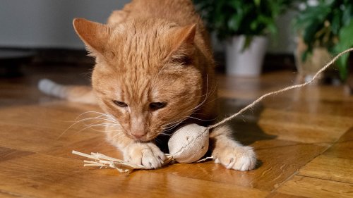 5 ways to ensure your cat actually likes playtime