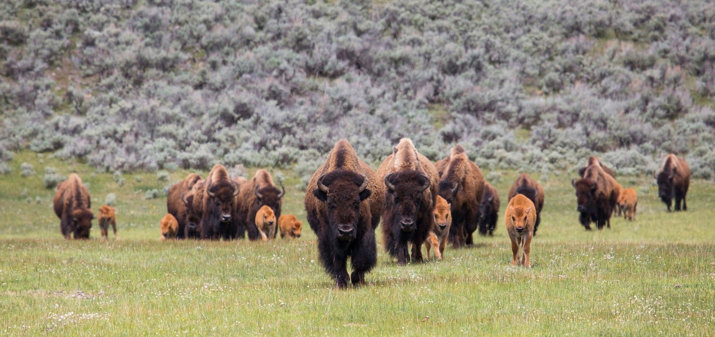What to do if you encounter a bison