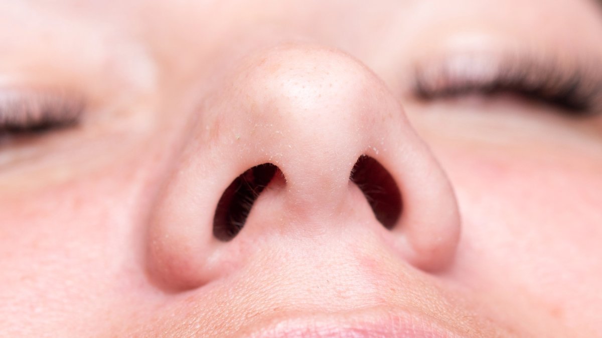 Why we have two nostrils instead of one big hole - cover