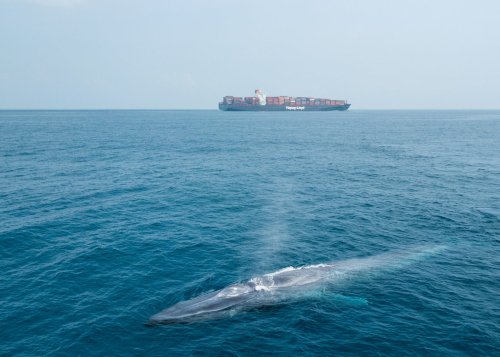 World’s largest shipping company reroutes ships to protect world’s largest animals