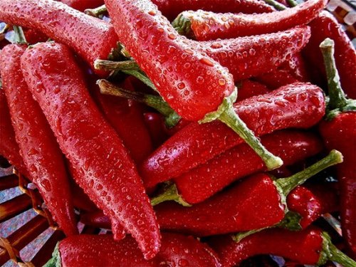 How hot peppers and marijuana could help cure gut problems