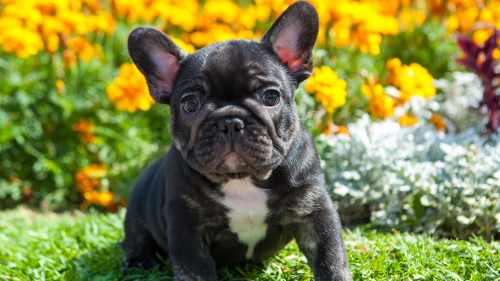 Humans might just love French bulldogs because they remind them of babies