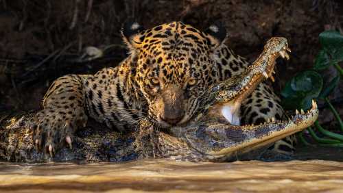 12 wildlife photos showing the metal, serene, and cheeky side of nature