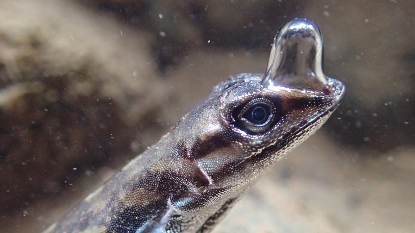 These lizards use built-in ‘scuba gear’ to breathe underwater