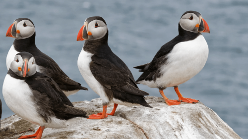 Puffin-counting season begins with two new livestreams