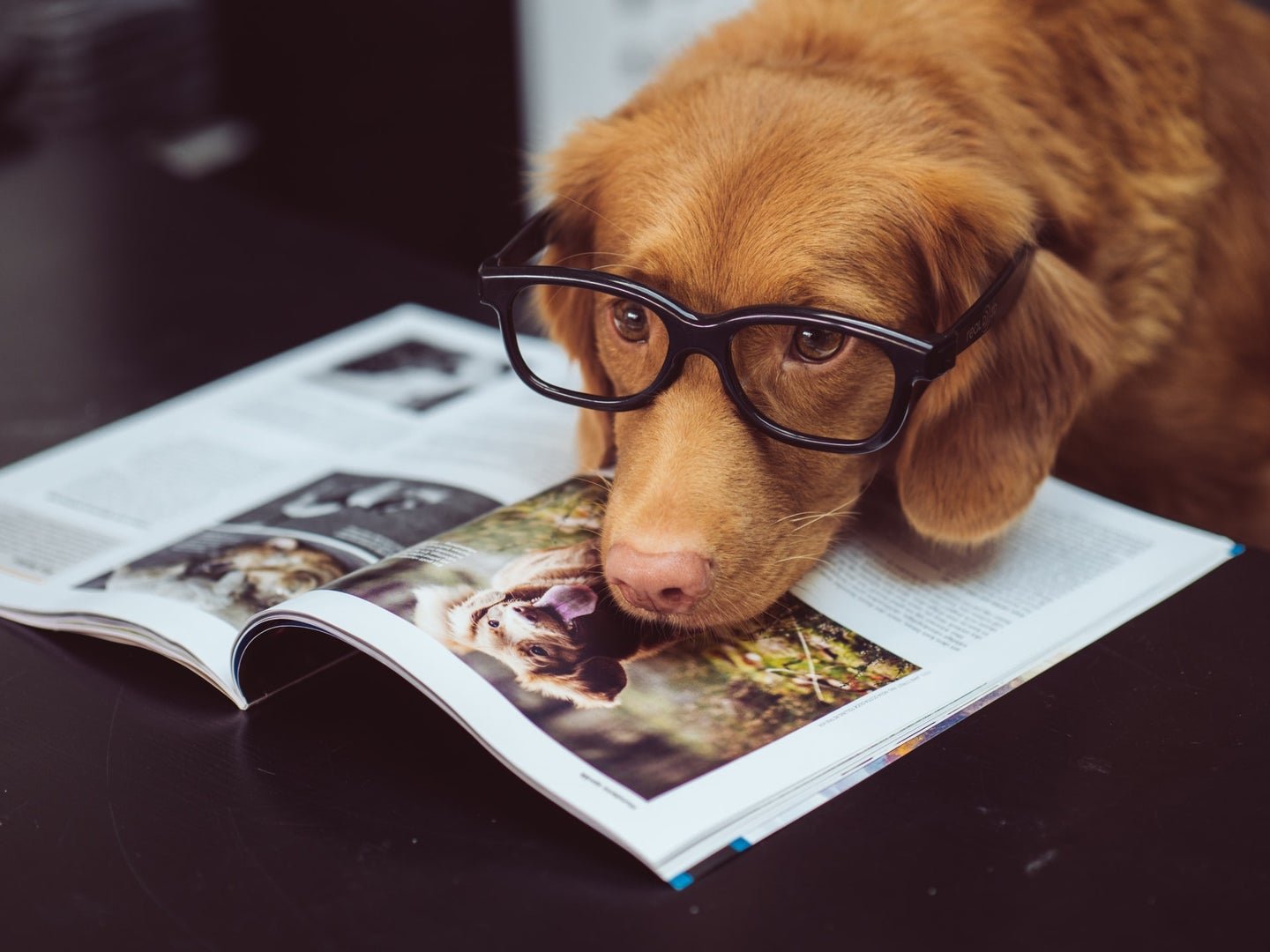 Is your dog actually smart? Here's how to test its IQ.