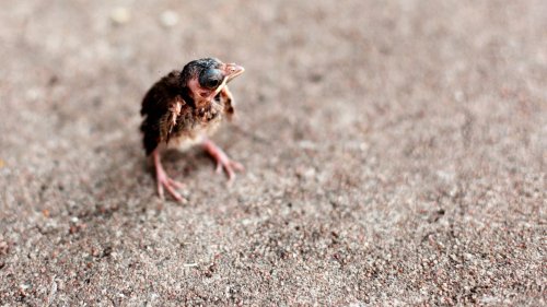 What to do if you find a baby bird out of its nest