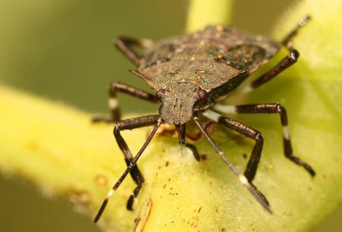In Defense Of The Stink Bug