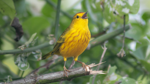 Traffic noise is making these Galápagos birds more aggressive