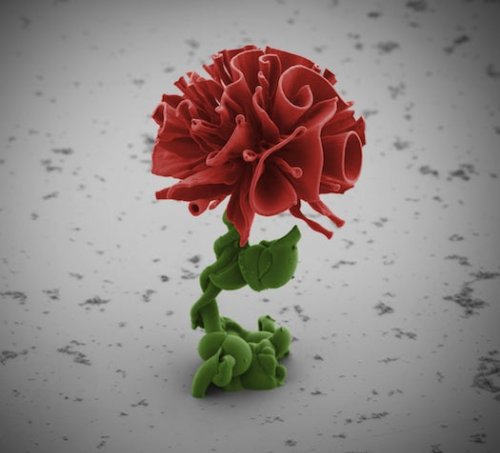 These Self-Assembling Nanoflowers Are As Beautiful As They Are Tiny