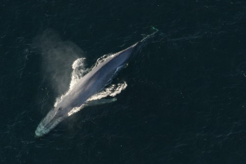 What’s big, lives underwater, and fights climate change with its body and booty? Whale give you one guess.
